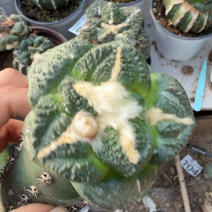 无花朵807超大尤哥斯拉牡丹