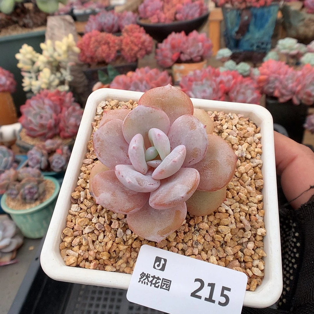 215奶茶多肉植物666