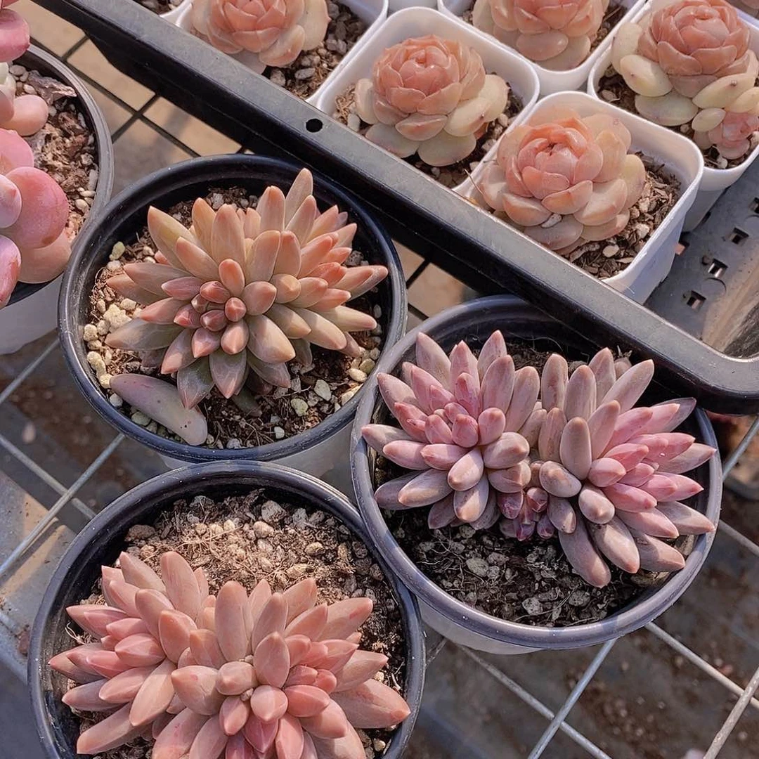 0119-乌拉克拉双头起一颗量拍