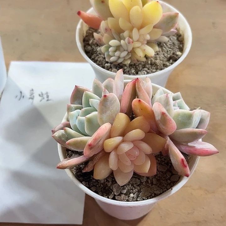 歪****2棵橙梦露锦多肉植物