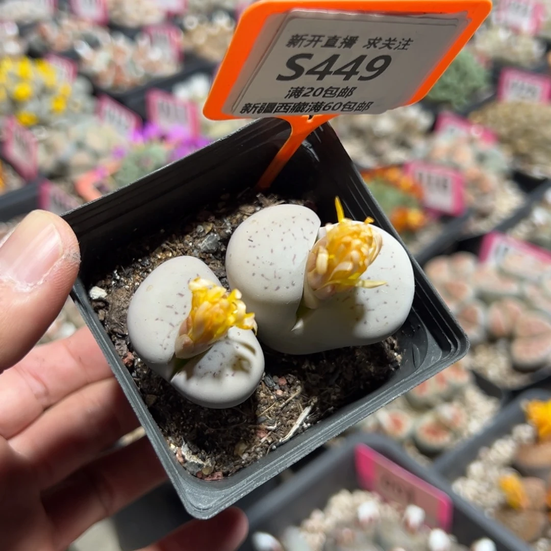 449 一物一拍，默认有伤，介意勿拍，不退不换