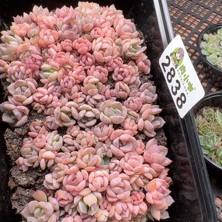 无花朵多肉植物多肉植物