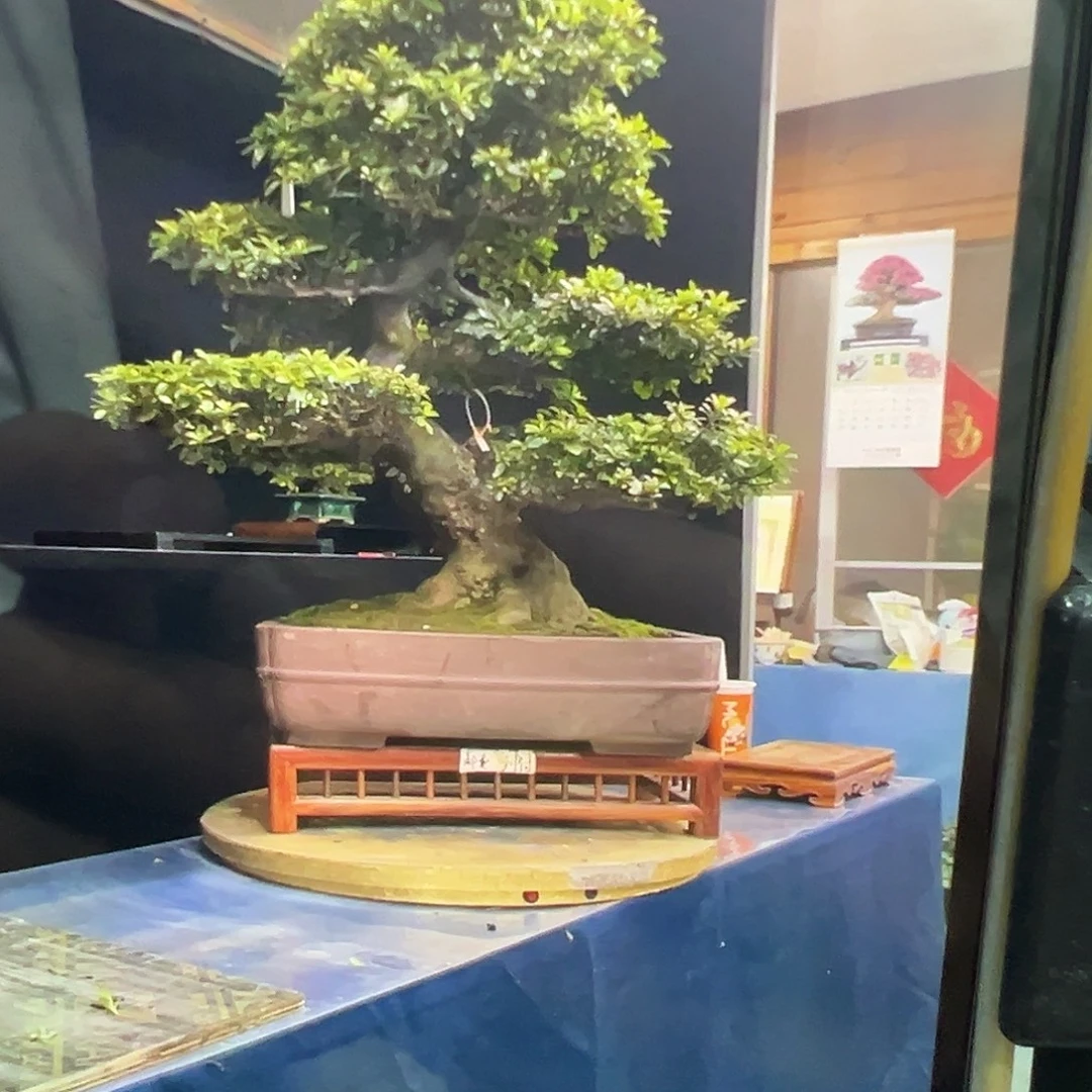 无花朵杜鹃。开花杜鹃