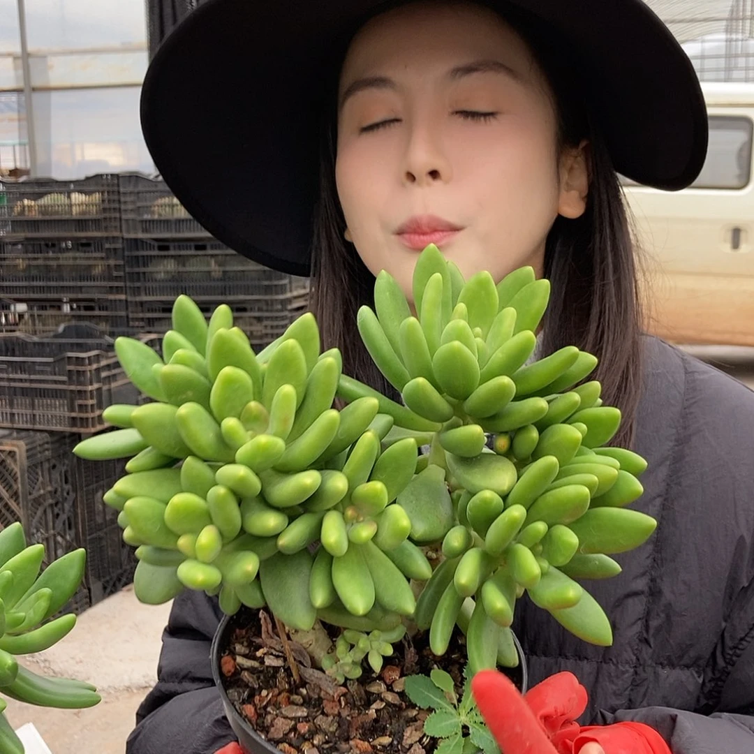 芒果奶群黑圆盘随机发货