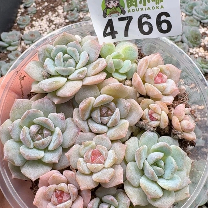 多肉植物多肉植物