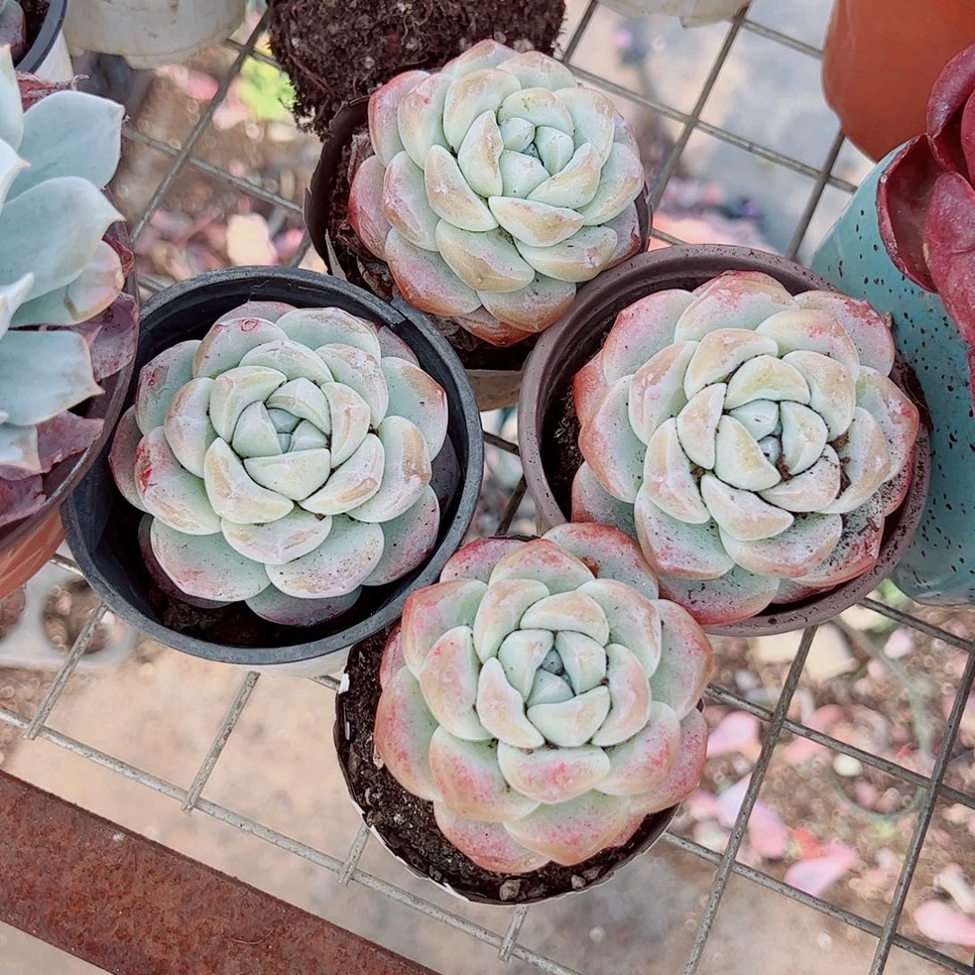 冰玉大单头精品四盆