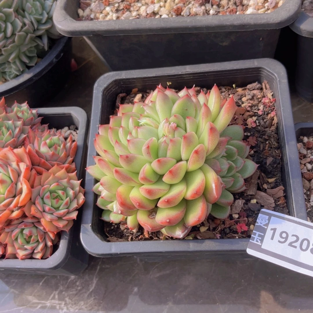 不知名多肉植物19208