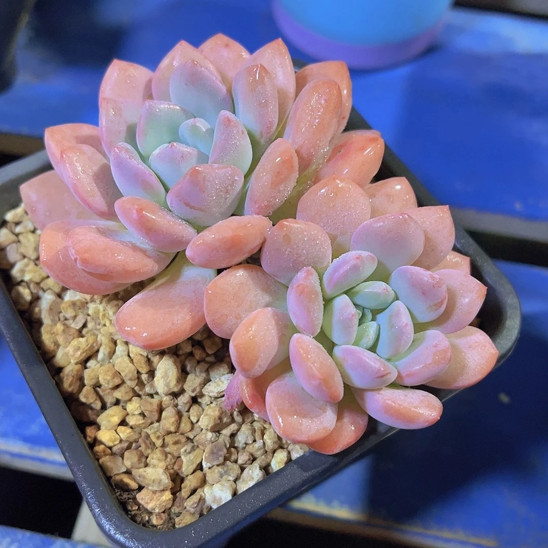 蒙****郎新品，多肉植物，