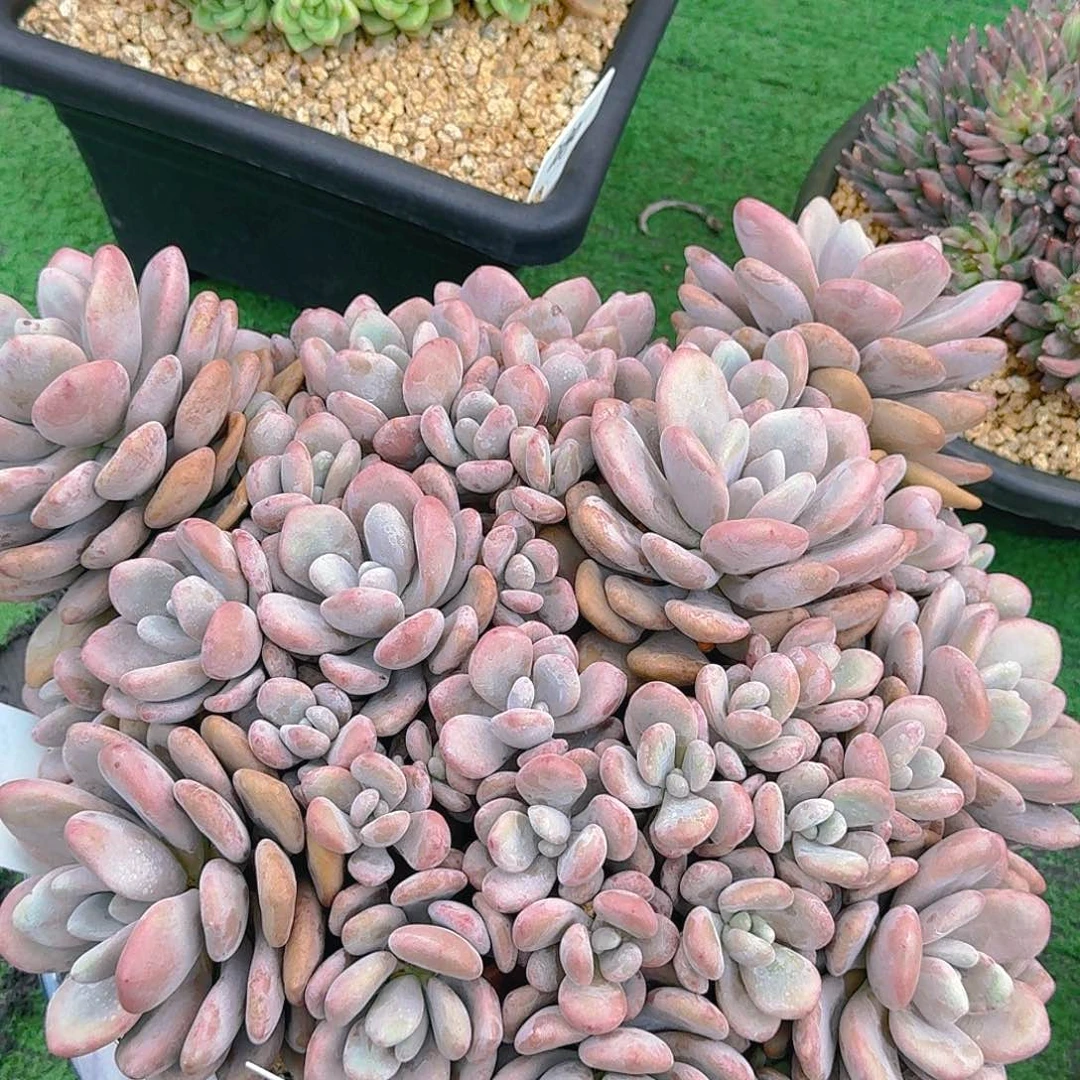 天*迷雾兔兔老桩多肉