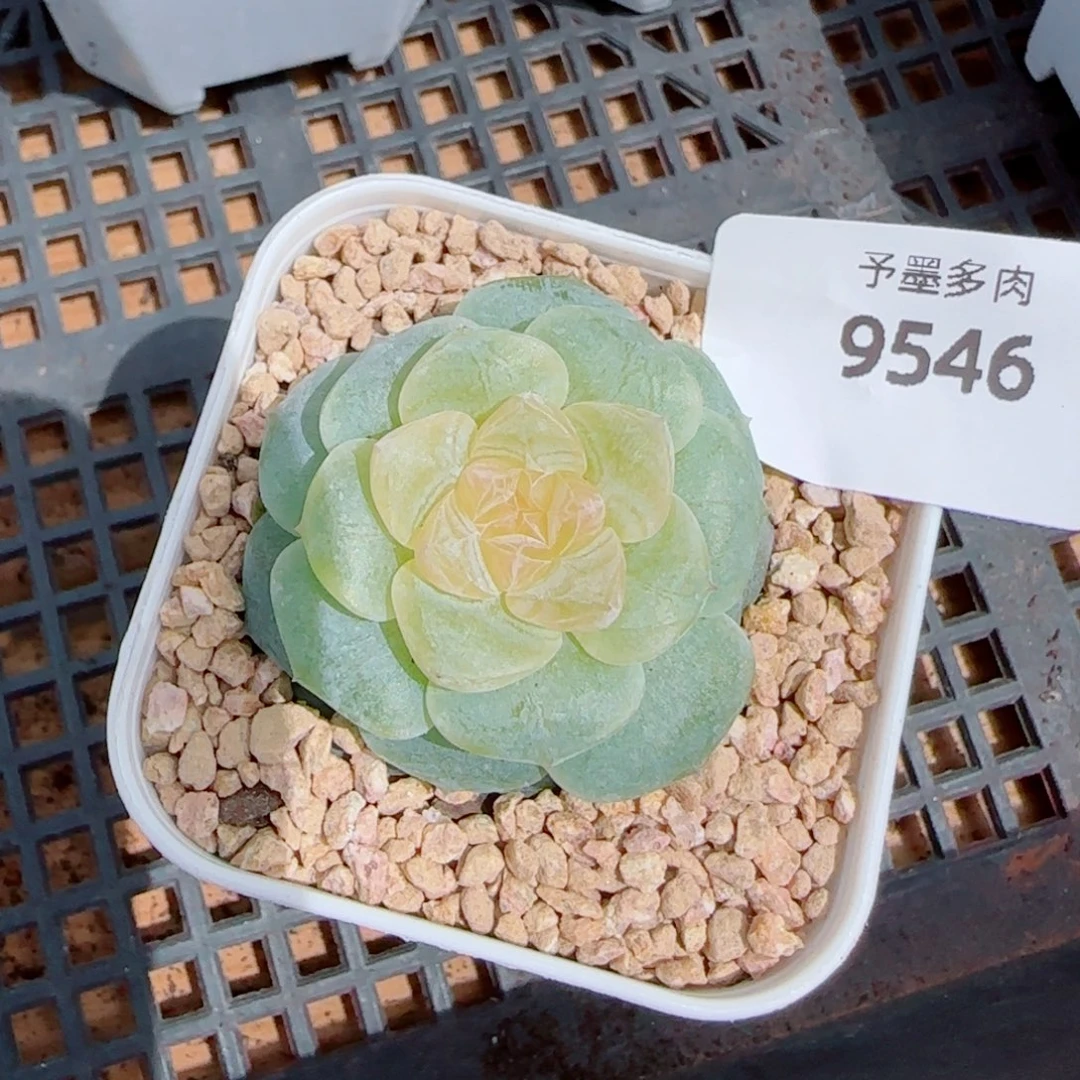 新品，蜜蜡，9546多肉植物
