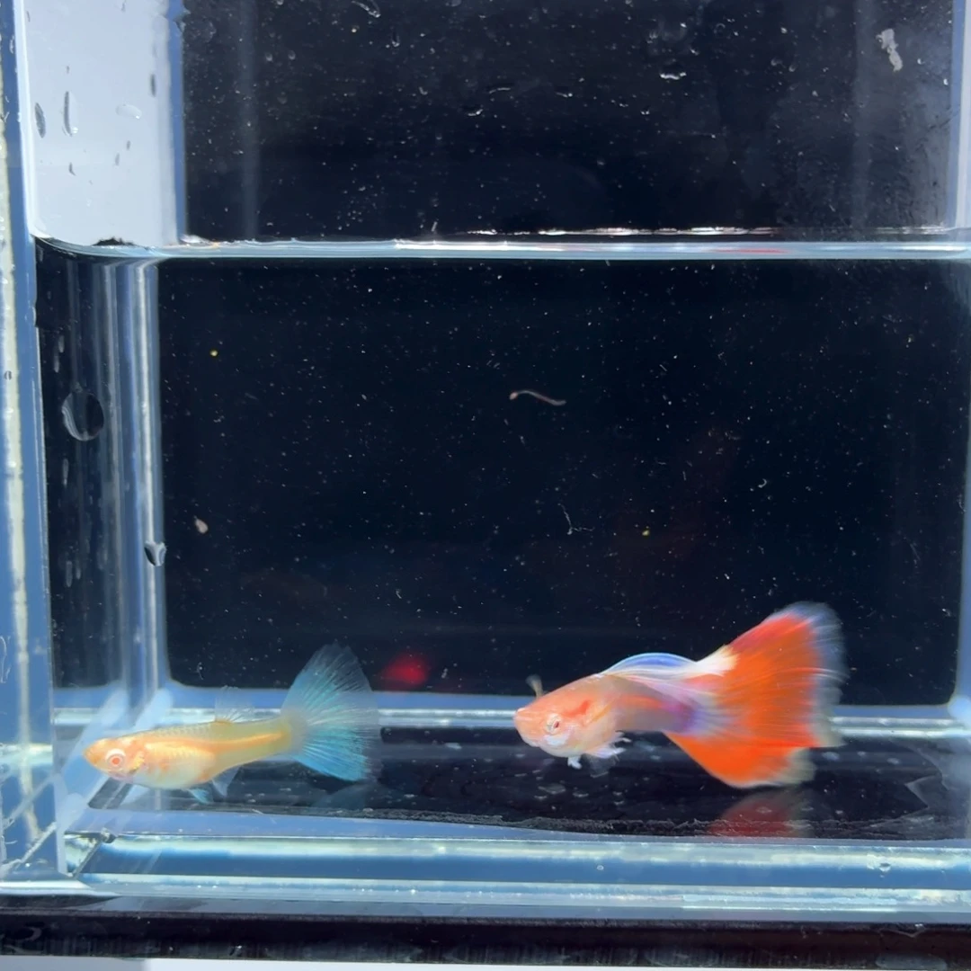 孔雀鱼火烧云一对（10）