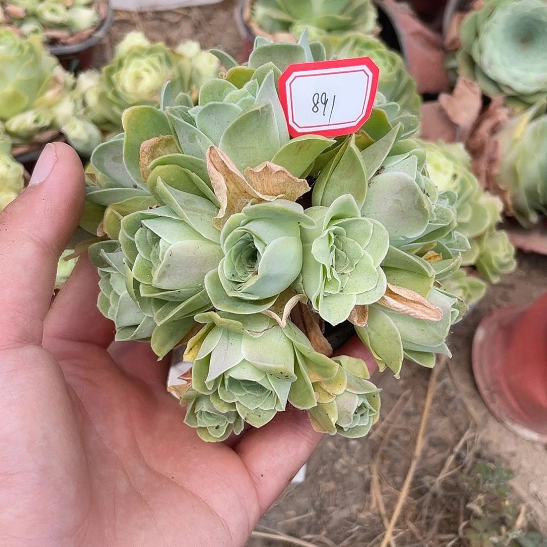 山地玫瑰多肉 891