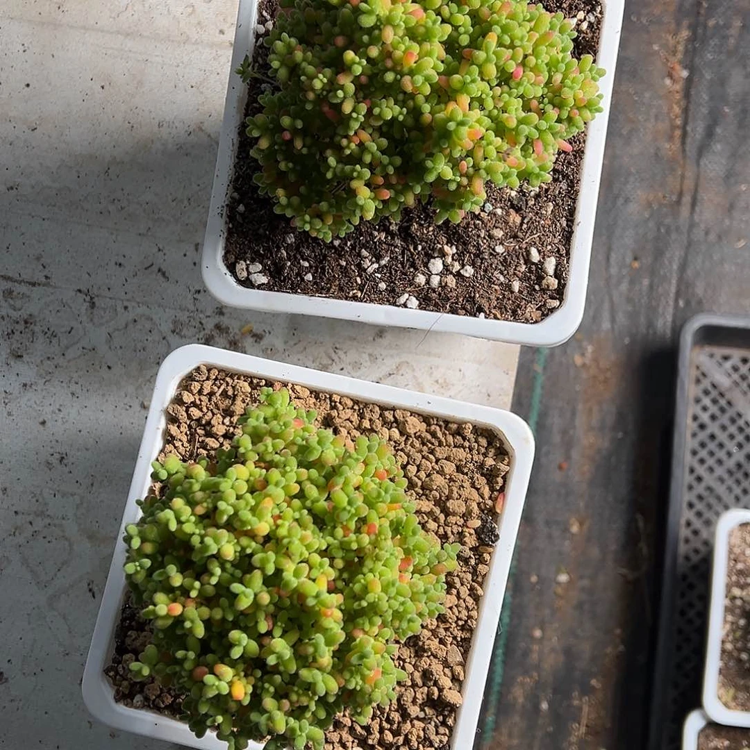 蜜橘老桩精品120杯