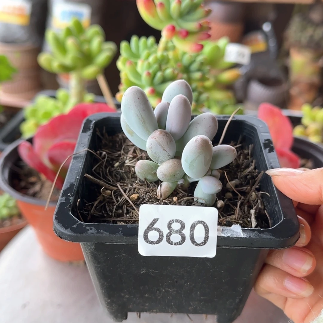 680号 一物一拍 一物一拍
