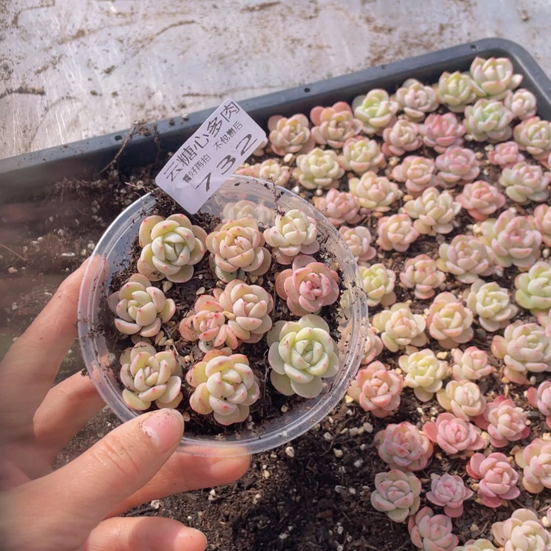 云糖心多肉植物732
