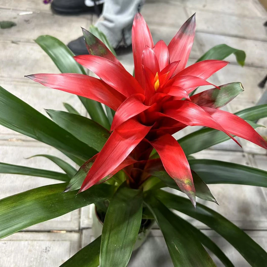 鸿运当头凤梨带花发货