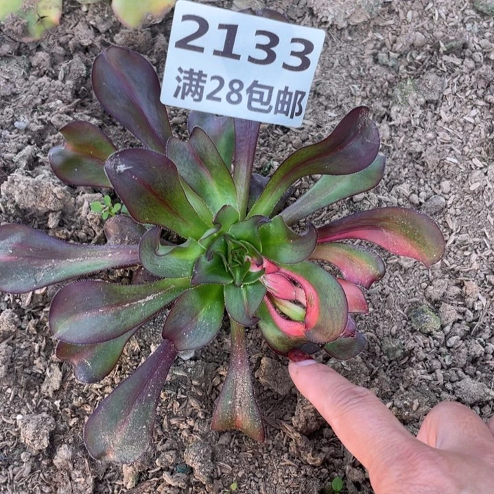 2133三号棚多肉植物