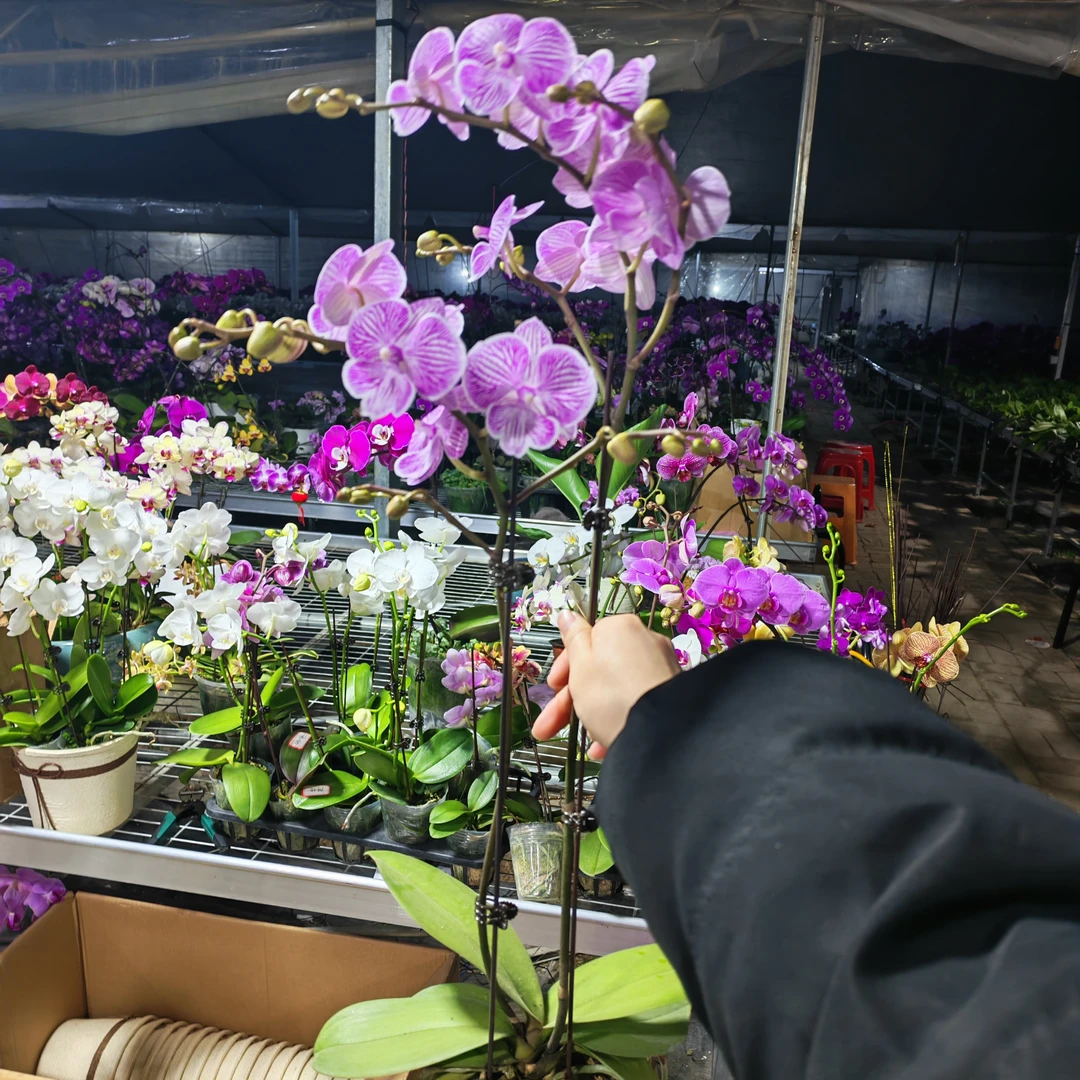 蝴蝶兰【大樱花】3.5寸开花株  双花剑  基地直发高端花卉