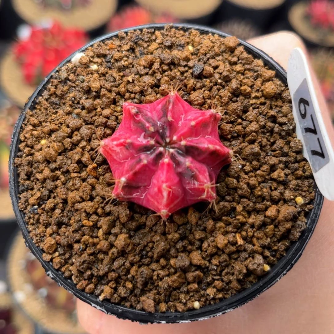 红版彩虹梦 米哈仙人球