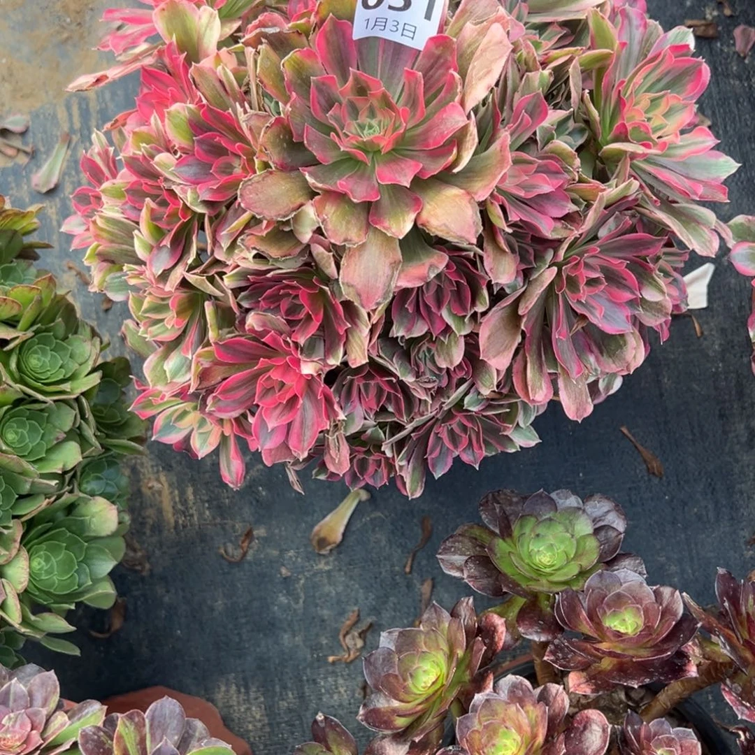 1.3/51男神多肉植物