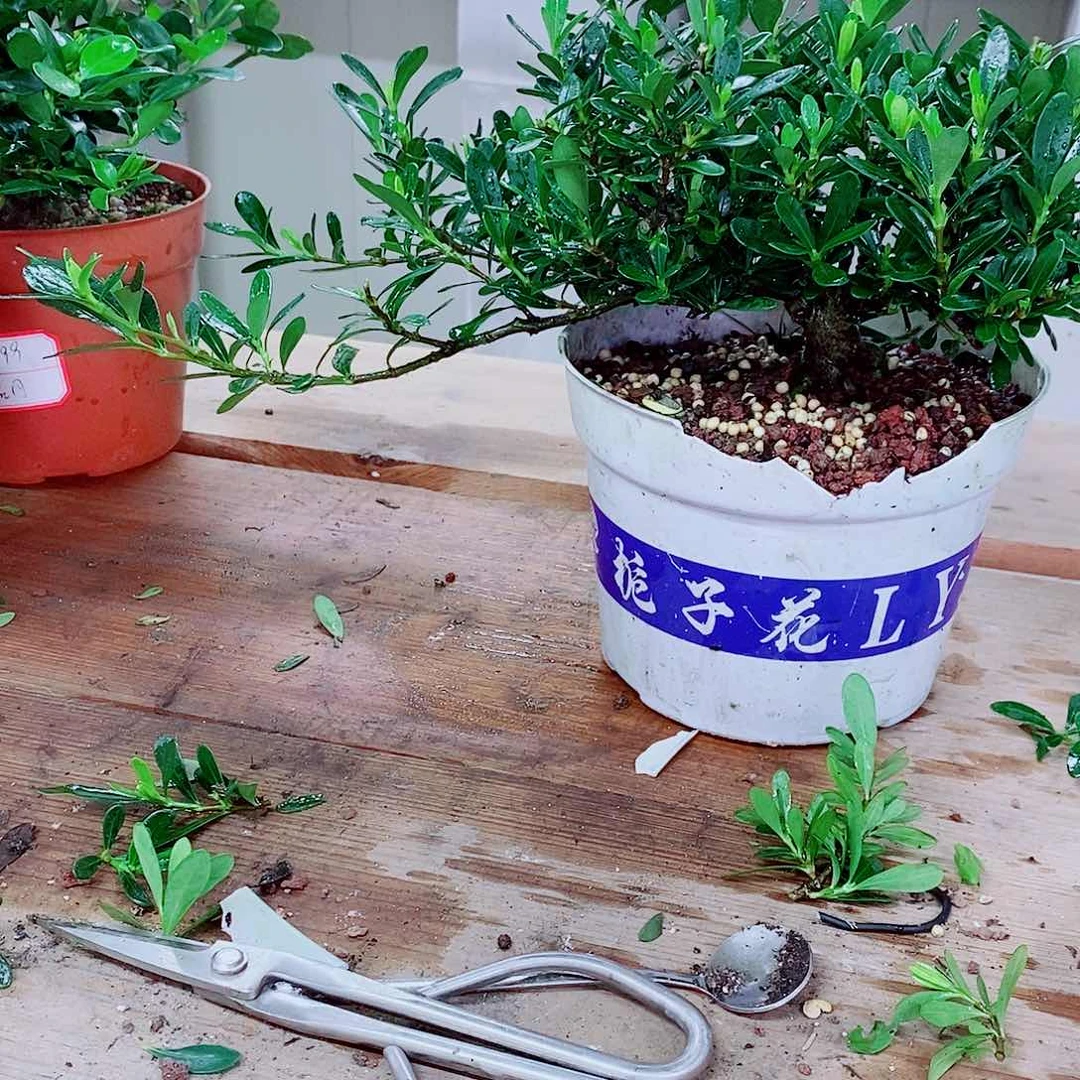 大部分花苞少量开放?****上