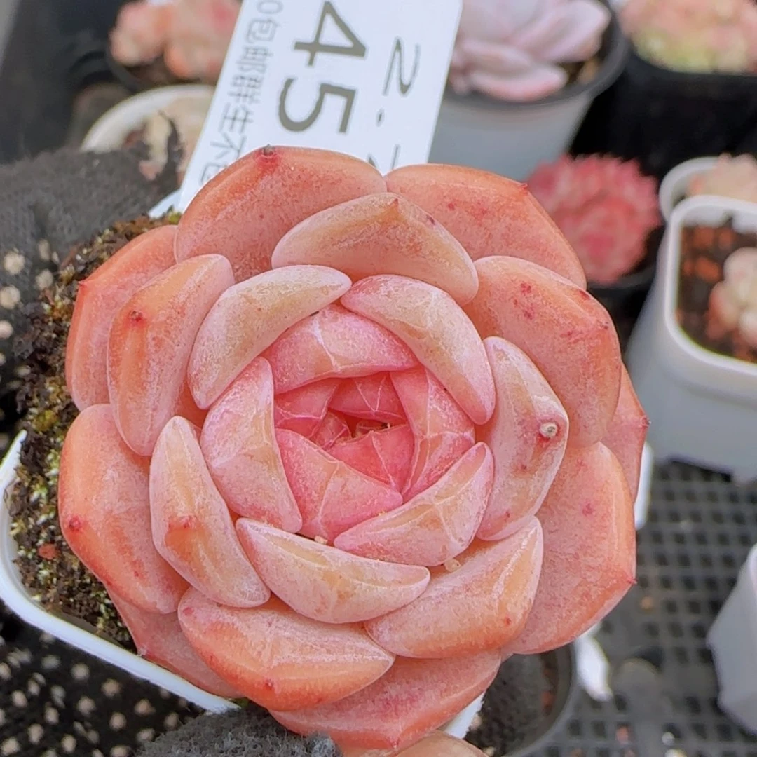 冰魄单头一颗脱土