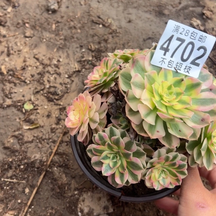 荔枝多肉植物法师4702