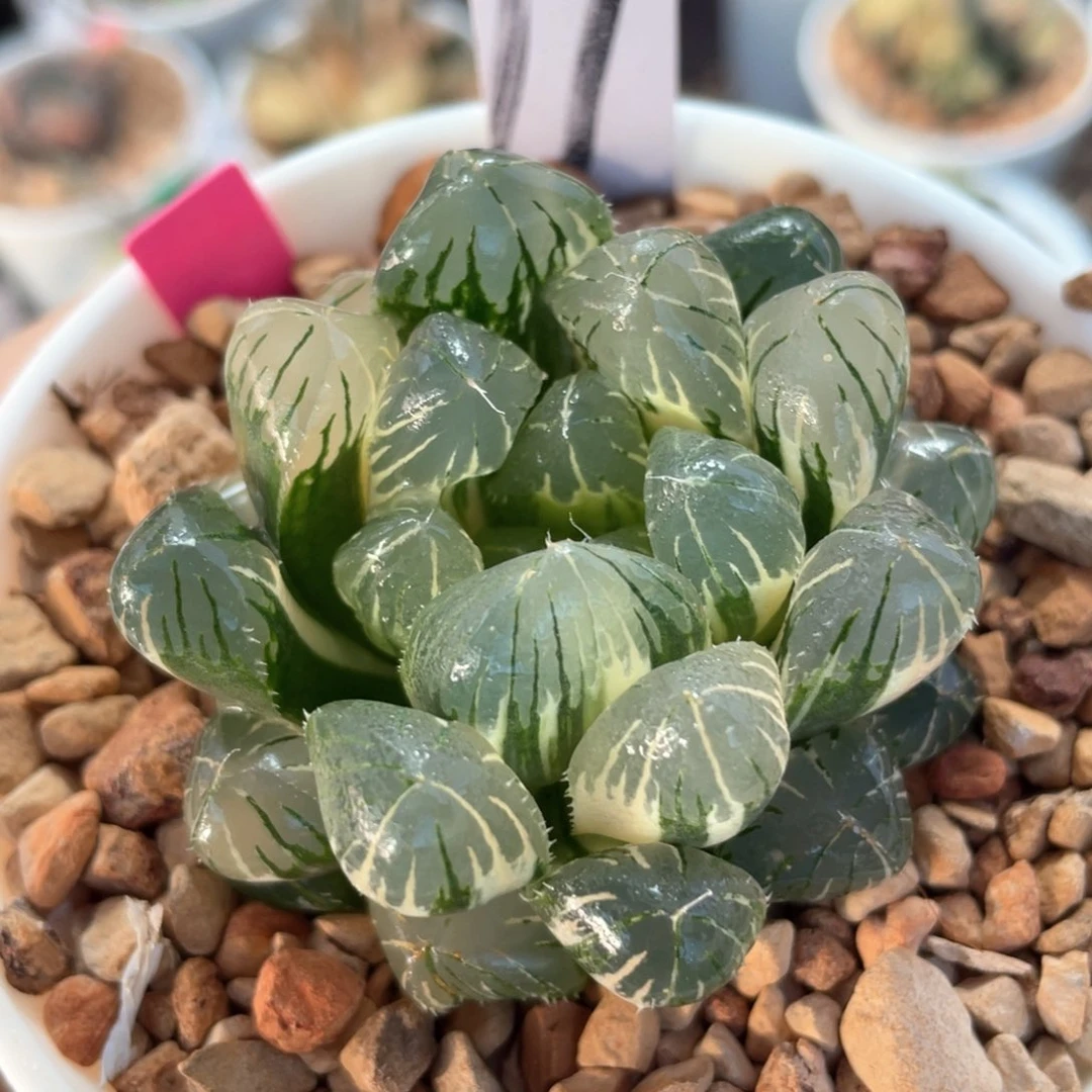 11实生玉露锦。