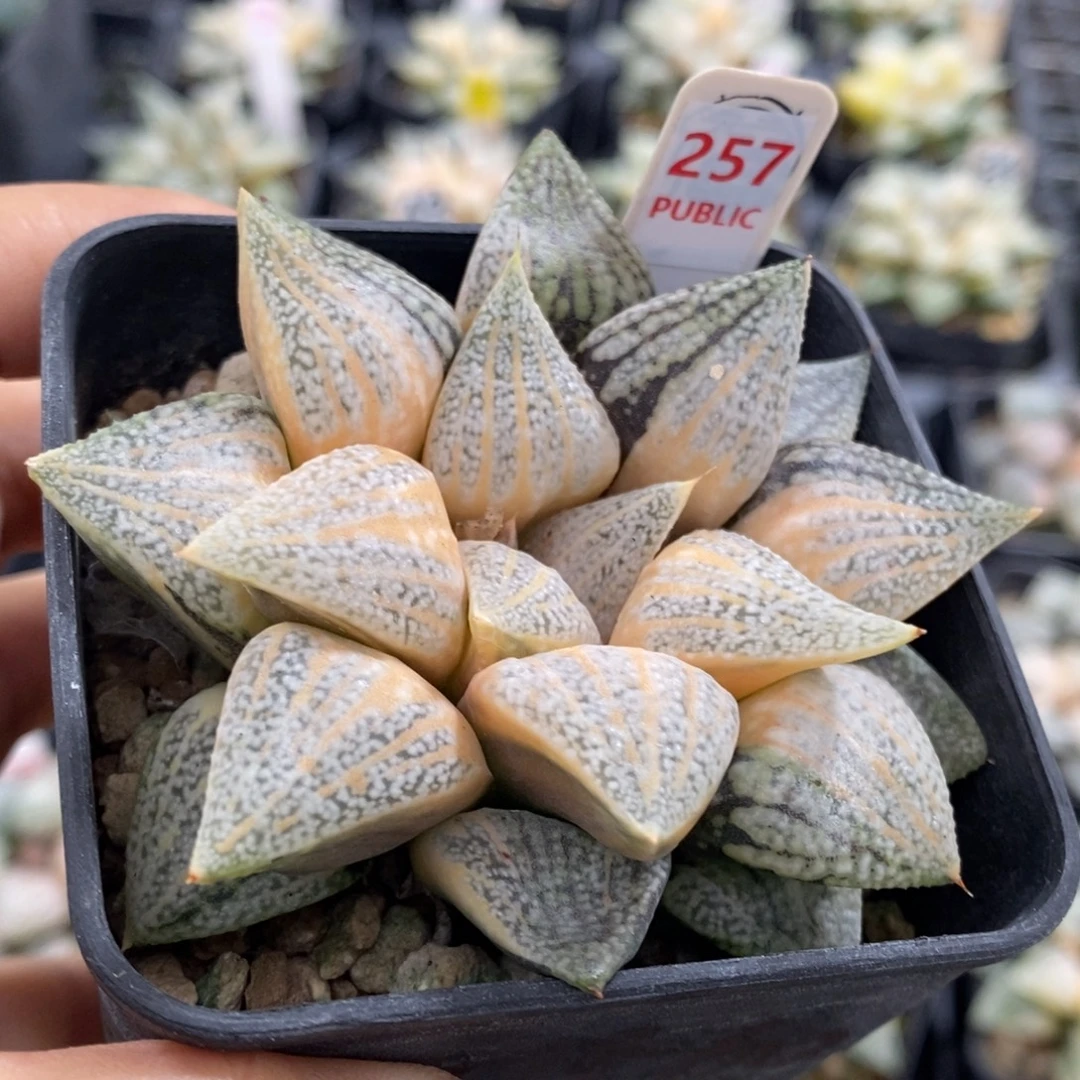 257号实生糊斑白银锦带盆