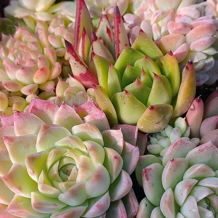 127 多肉植物盆栽花卉植物