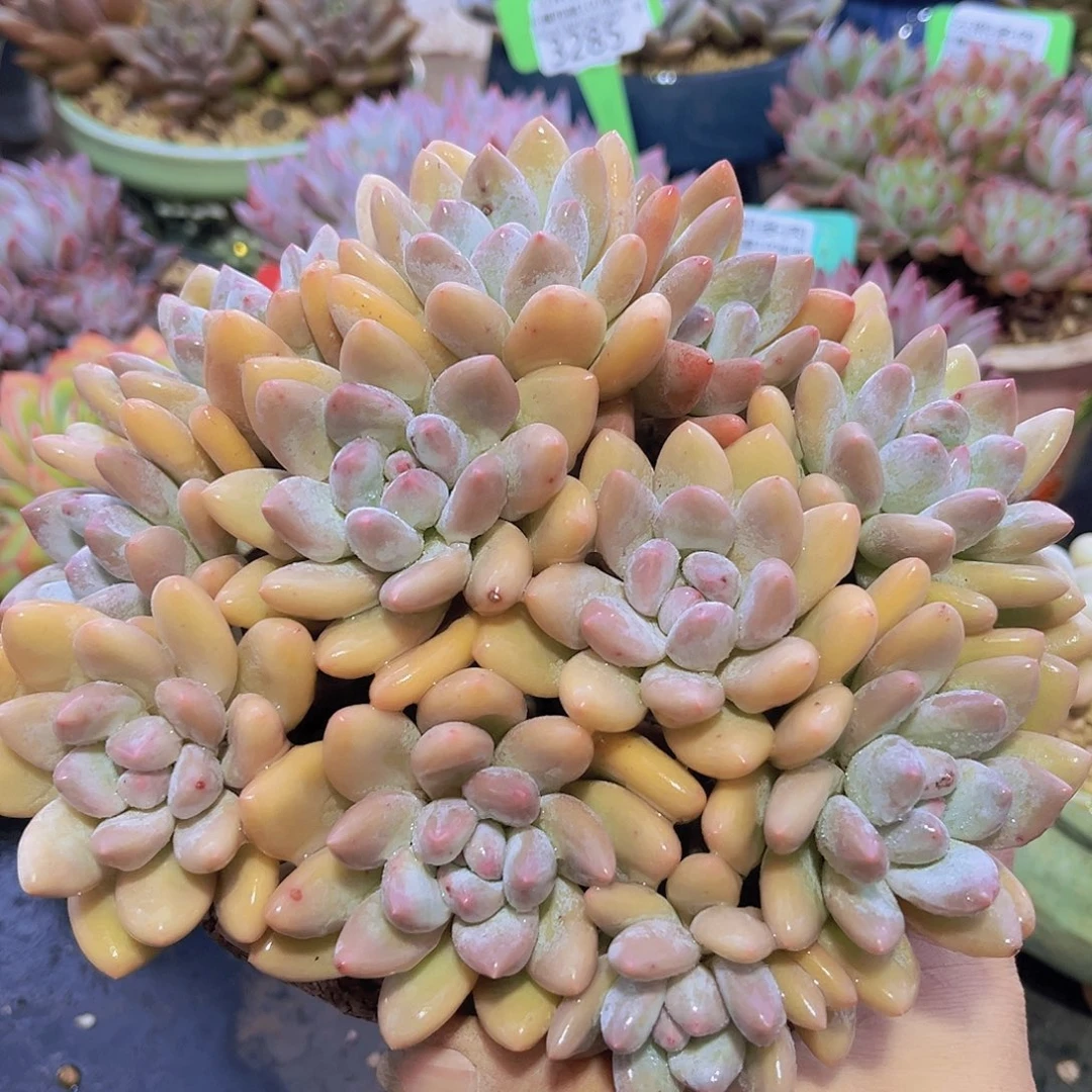 3318香水多肉植物