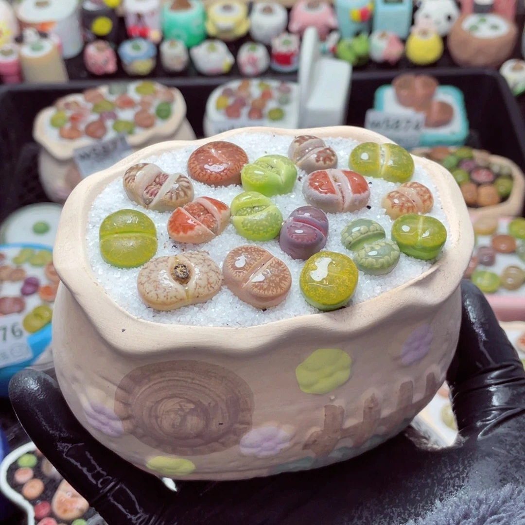 w5884--带盆土发货，零下地区拍保温箱