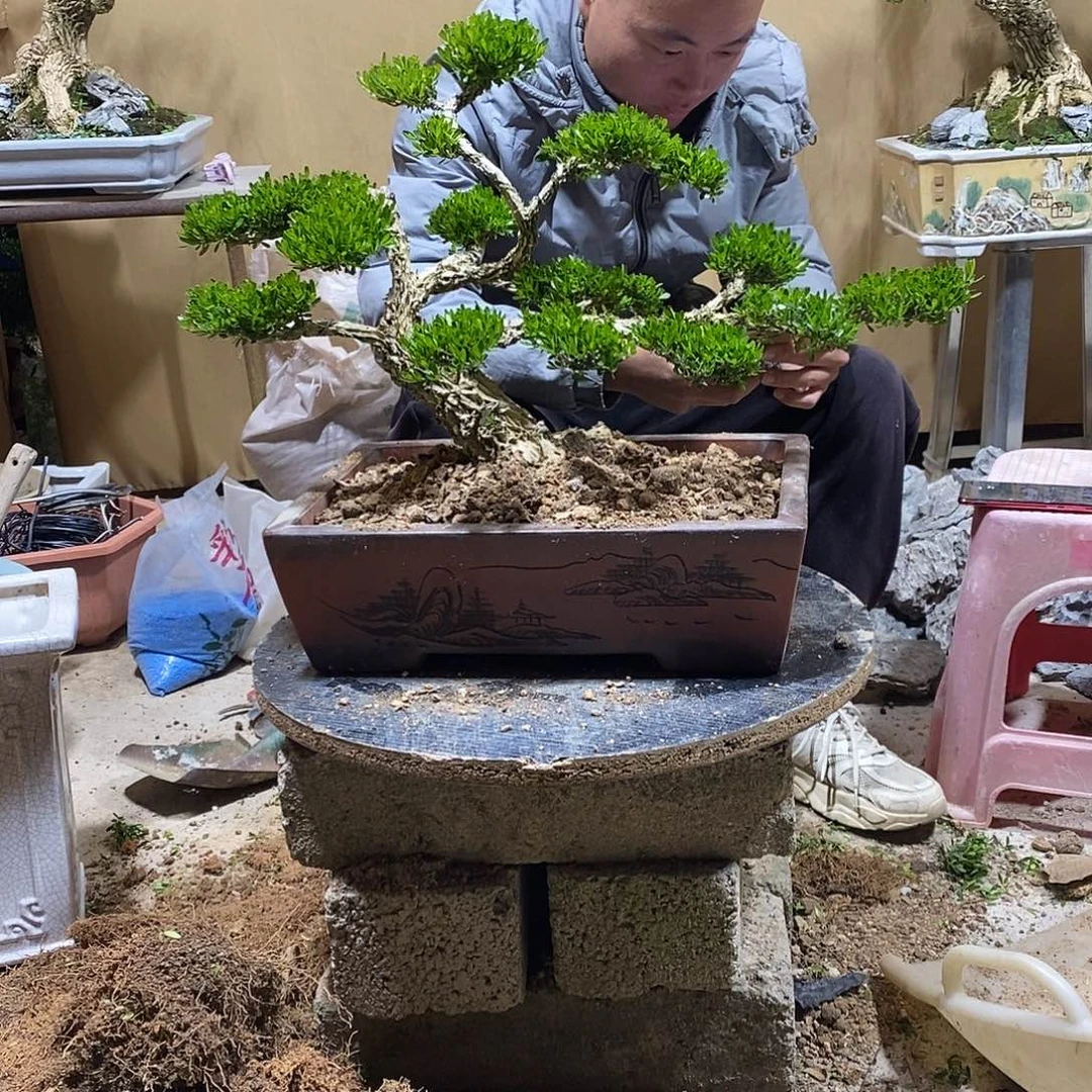 当前无花朵，栽培后可花朵