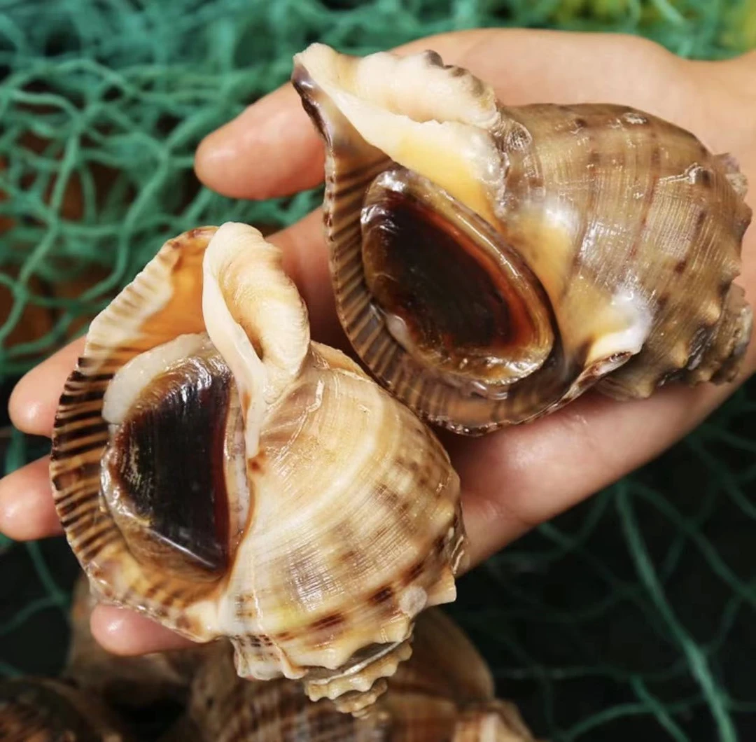 鲜活海螺 连云港发货3斤装