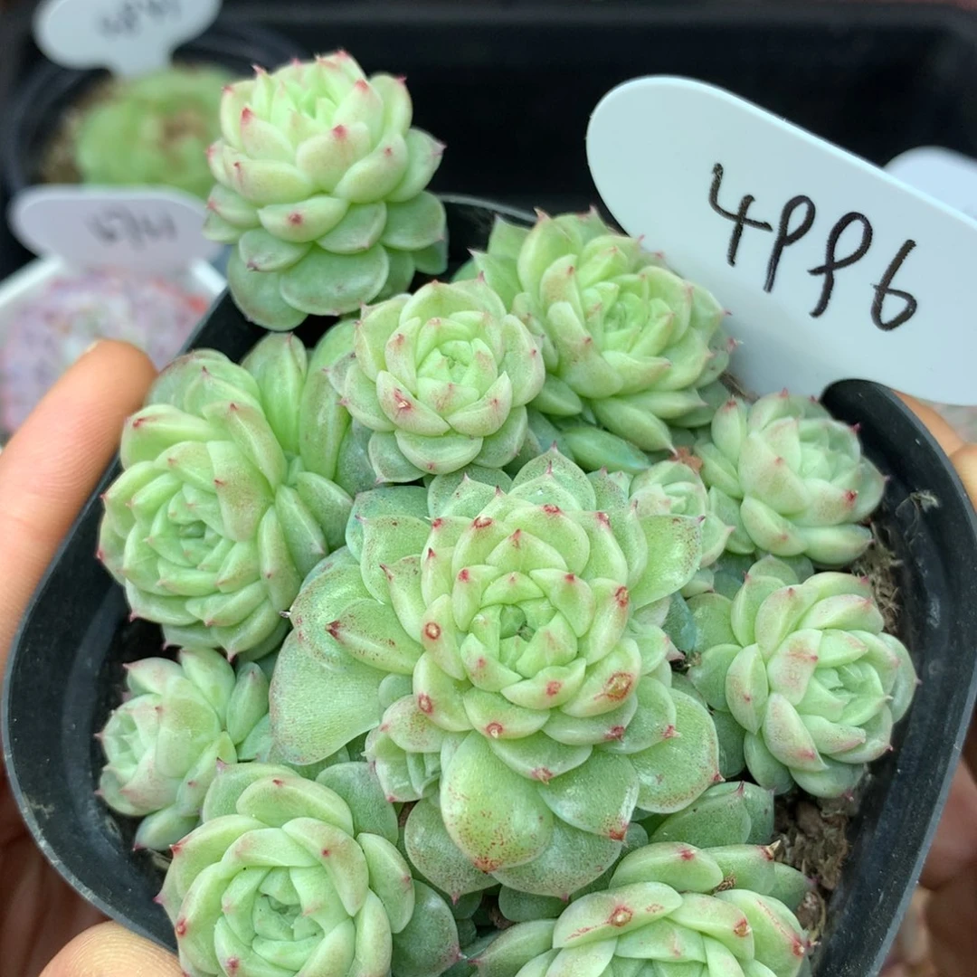 定繁珍妮麦秆群4996