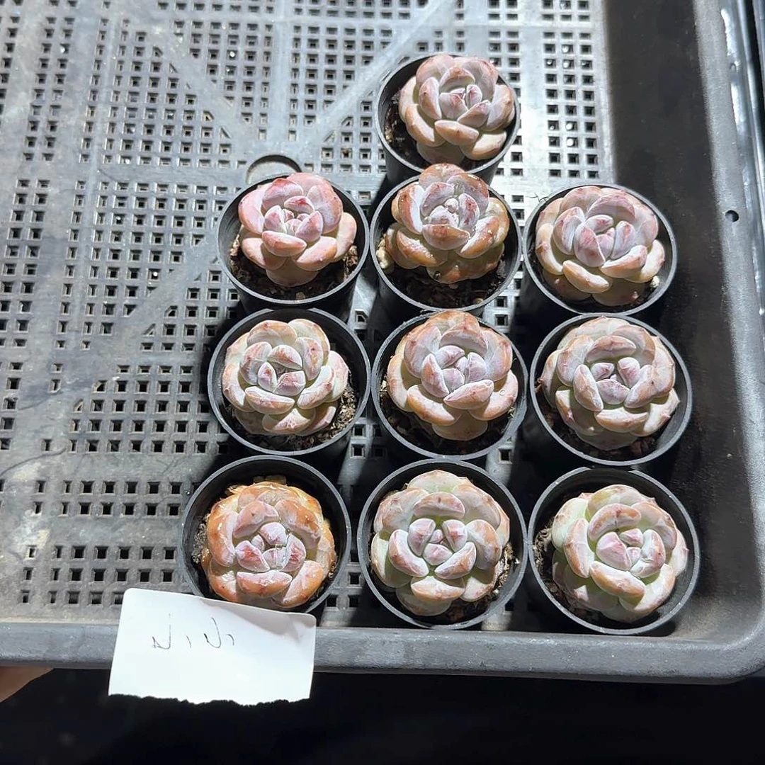 小小一物一拍专拍
