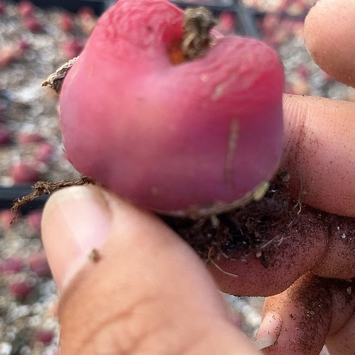 18526巨大一颗有伤