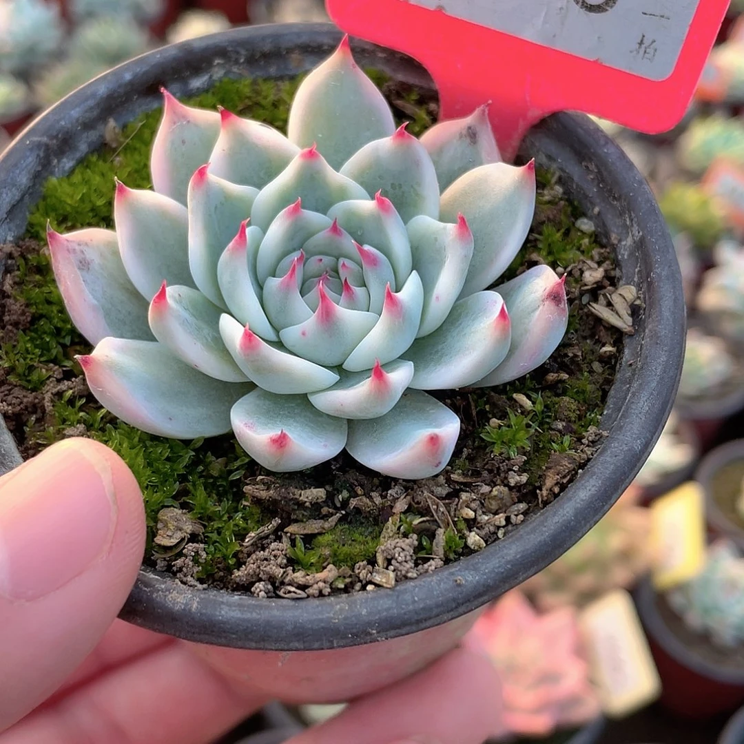 吉娃娃锦875号多肉