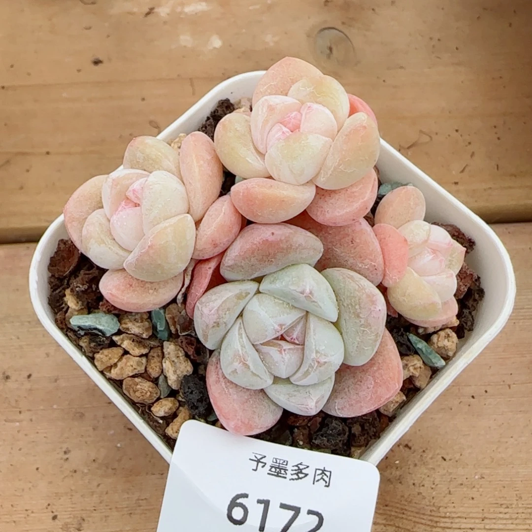 冰玉无砍，6172多肉植物