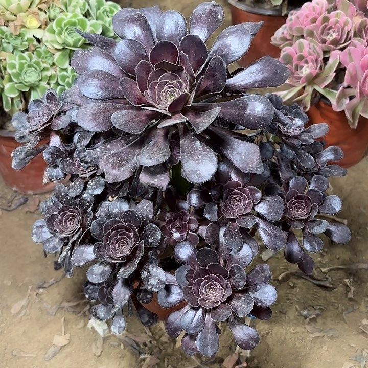 多肉植物厚圆夜31