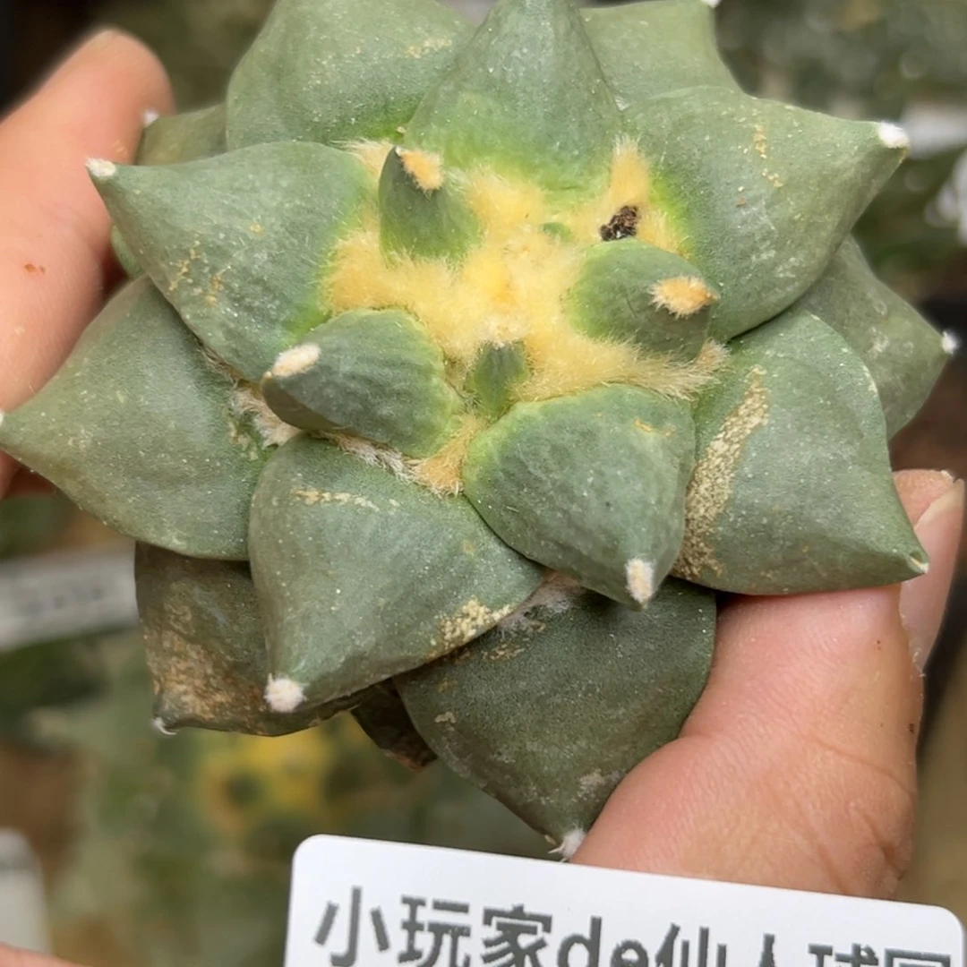 213 仙人球的牡丹