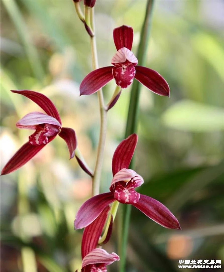 建兰暮山紫，发货垄头苗2苗