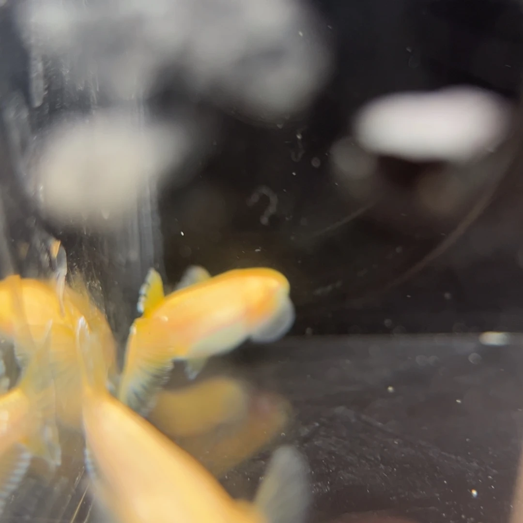 青鳉鱼221酥油灯一对