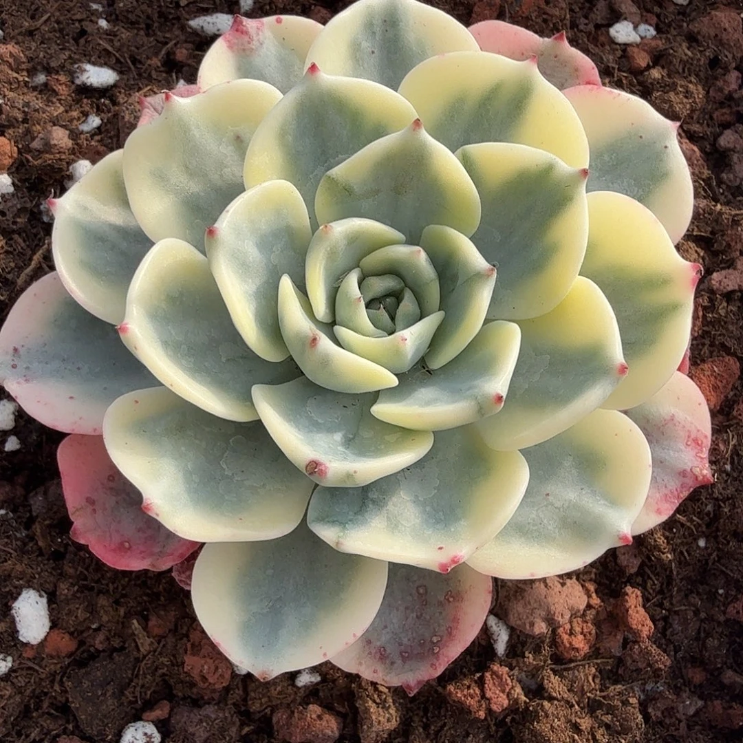 娜娜小沟锦，多肉植物