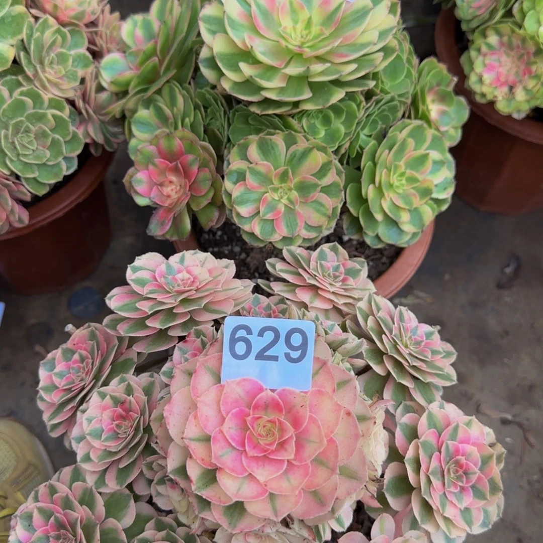 泰***花倾城荔枝629.630