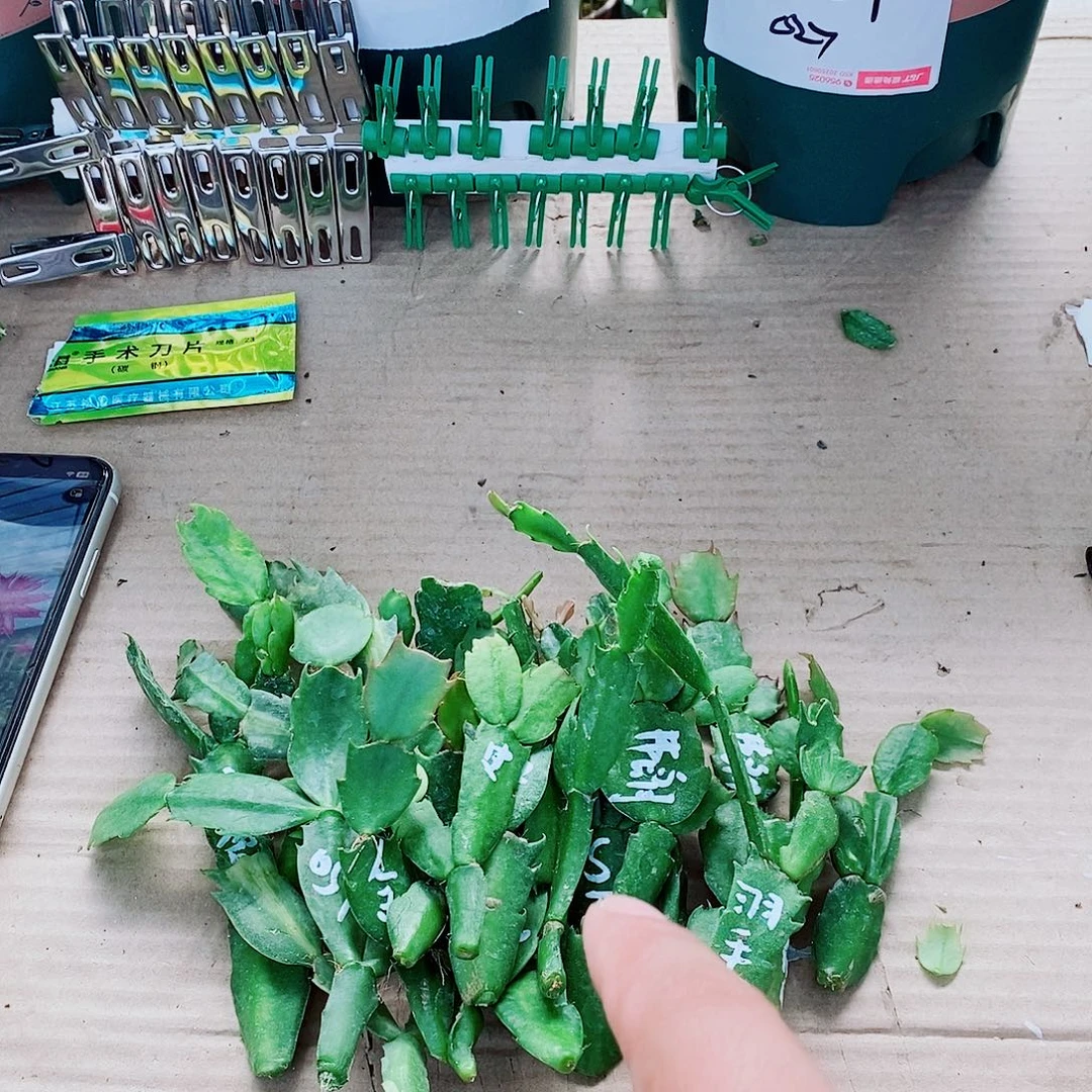 快***乐无花朵叶片福利一物一拍
