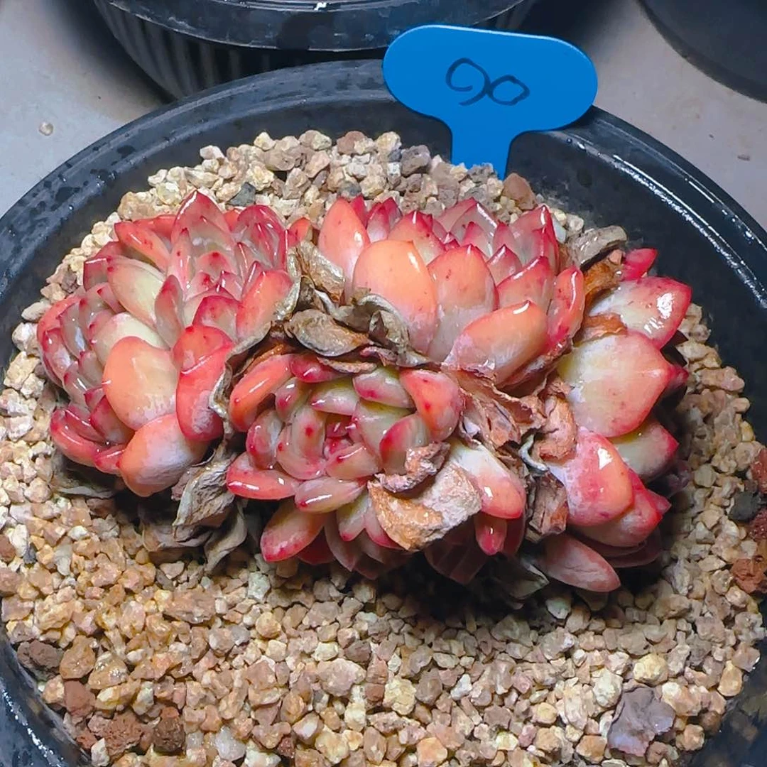 小*辰全明星90号一物一拍