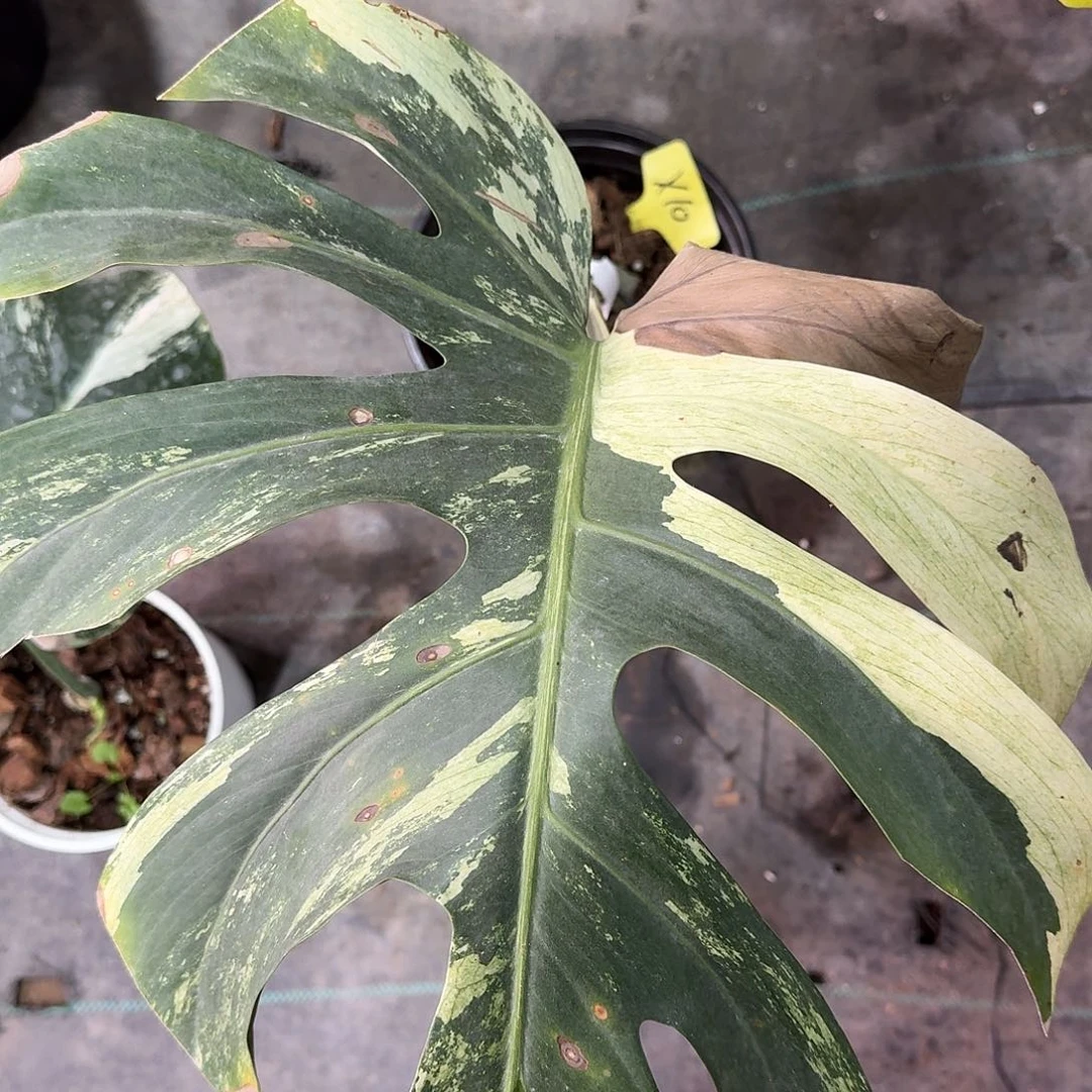 不开花植物泰国薄荷一叶一芽X10
