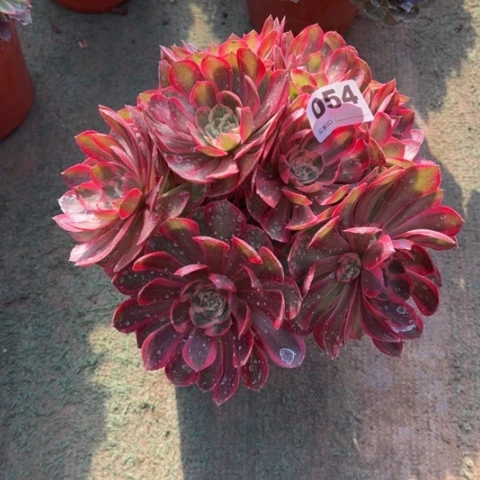 054云荷朵朵多肉，