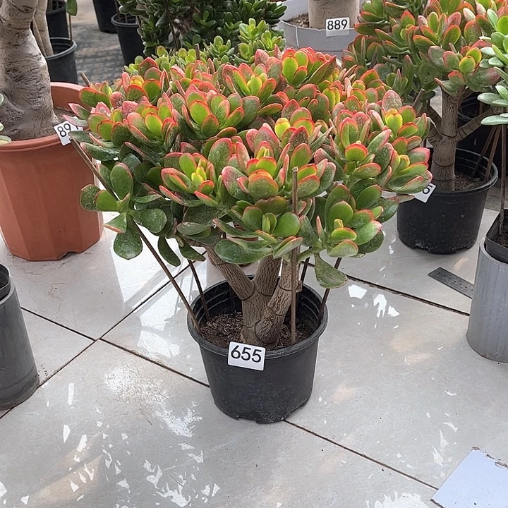 彩玉树花月独杆老桩